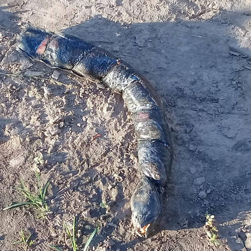 ماهی که دندان هایی شبیه انسان دارد+عکس