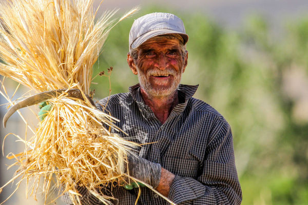 بدقولی دولت به گندمکاران